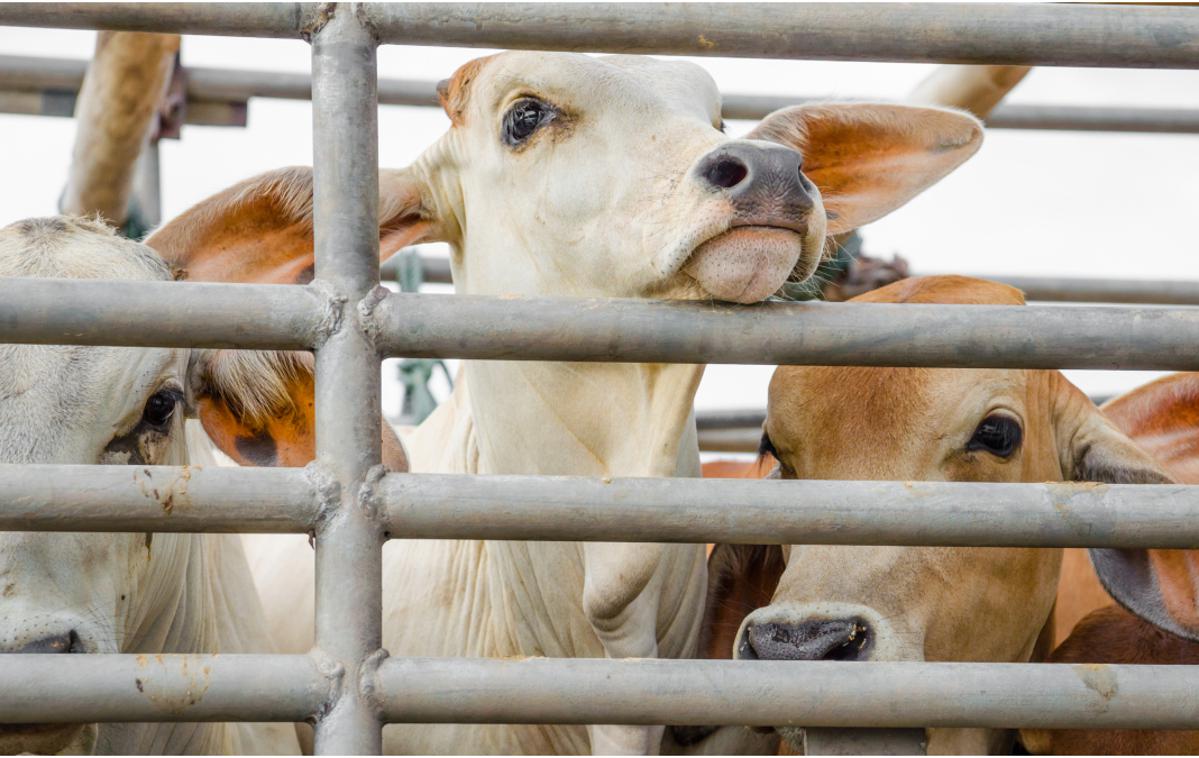 meso | Krave v poljski klavnici so bile zaklane v zelo krutih razmerah, brez nadzora veterinarja. | Foto Getty Images