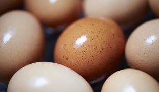 Danes je – svetovni dan jajc!