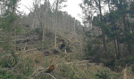 Vetrolom po gozdovih povzročil za 5,6 milijona evrov škode