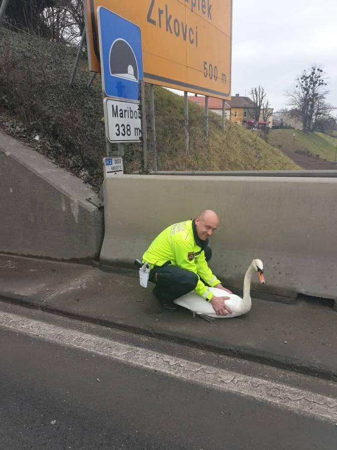 Labod | Foto: PU Maribor