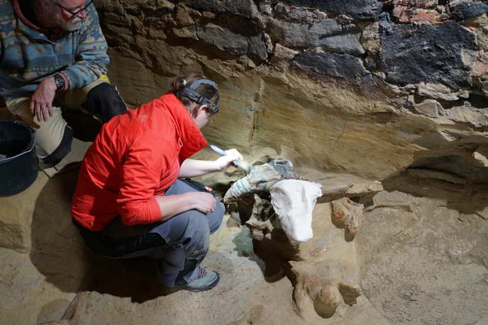 Okostje mamuta | Arheologi so izkopavanje začeli v sredini maja, po zaključenem delu pa bodo kosti predali v restavriranje Naravoslovnemu muzeju na Dunaju. | Foto ÖAI - Wien