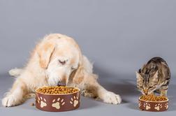 Zakaj psi in mačke ne jedo iste hrane?