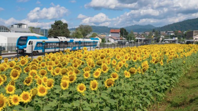 V Ivančni Gorici in Grosupljem zasadili sončno prihodnost