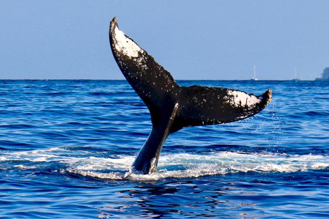 Nekateri strokovnjaki za kite menijo, da je verjetnost za tak dogodek ena proti milijon, če ne še manjša, da pa ni nemogoče, da bi se kaj takega zgodilo. Kit potapljača sicer ne bi mogel pogoltniti, pa četudi bi to hotel, saj ima preozko grlo. Oceanograf Iain Kerr je za ameriški medij NPR dejal, da so kiti grbavci znani po svojem hlastajočem slogu hranjenja in zaganjanju v jate rib in kozic, zato je mogoče, da bi eden od njih po nesreči hlastnil tudi po potapljači, ki bi se skrival za oziroma v jati.  | Foto: Unsplash