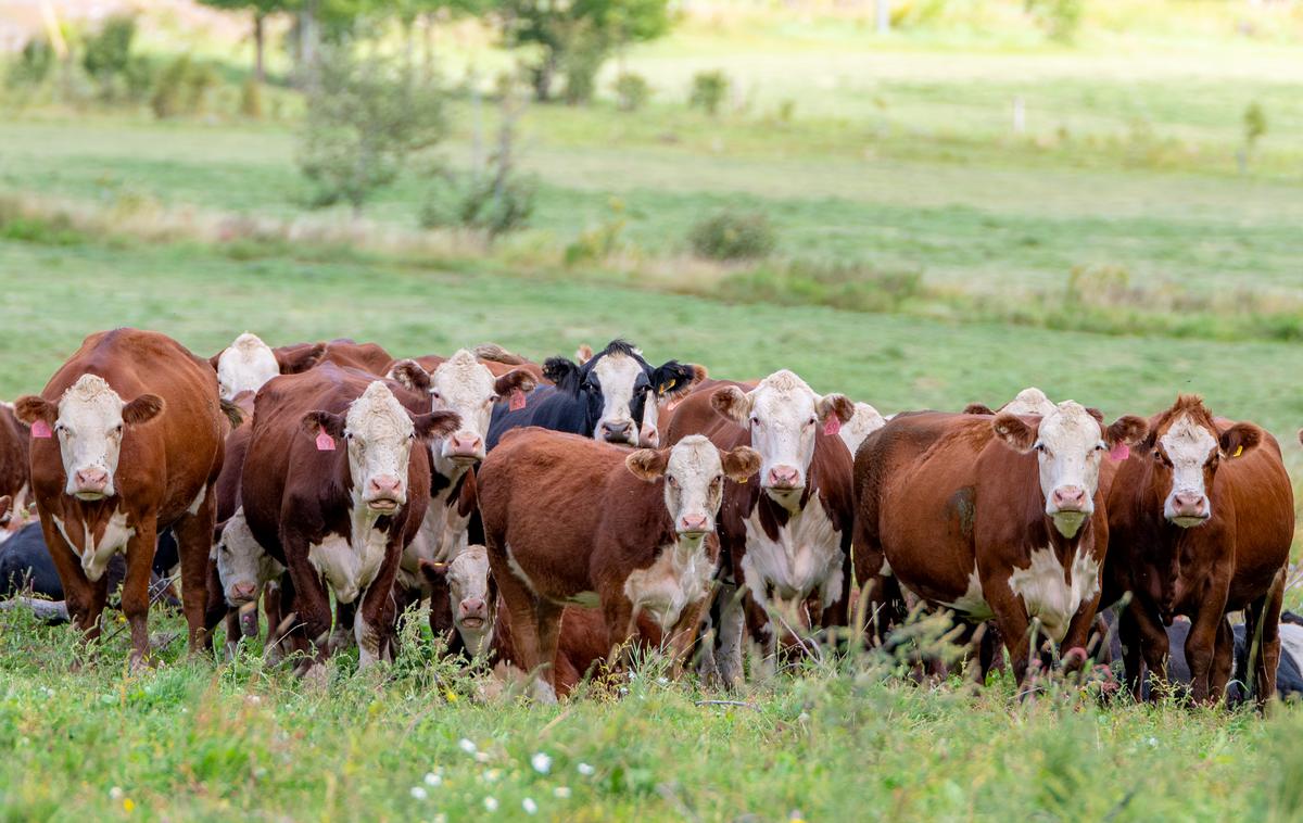 krave | Irska vlada bo kmetom ponudila prostovoljne, finančno privlačne možnosti. | Foto Getty Images