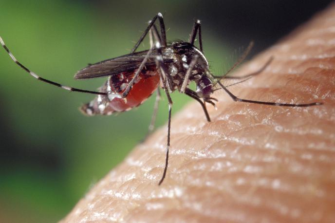 tigrasti komar | Znanstveniki opozarjajo pred virusi, ki jih prenašajo komarji in klopi in ki lahko ubijejo tudi do polovico vseh okuženih. | Foto Pixabay