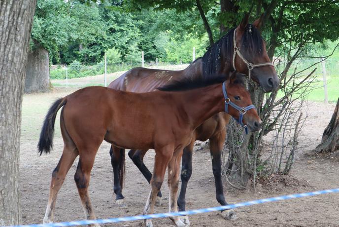 Pretresljive izpovedi iz Velenja: trener jahanja v zameno za spolne odnose dekletom ponujal ugodnosti