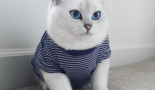Maček, ki je s svojimi modrimi očmi postal nova spletna senzacija