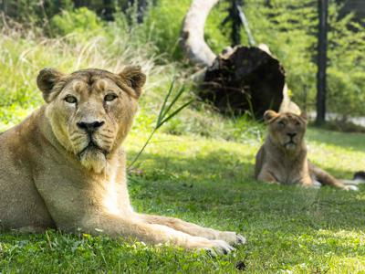 Levinja Čaja v ljubljanskem živalskem vrtu zdaj v družbi z levinjo Živano