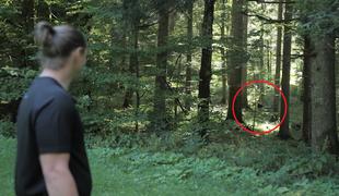 Tako je videti srečanje z medvedom v slovenskem gozdu #video
