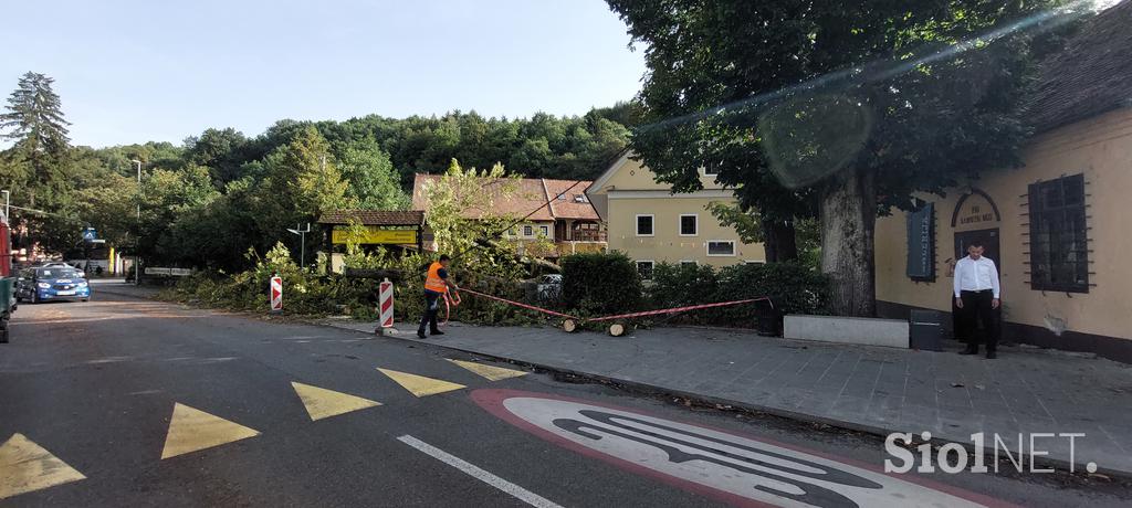 Podrta drevesa na Vodnikovi cesti v Ljubljani