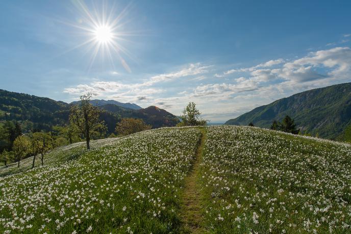 Alpe Adria Karavanke Karawanken | Med narcisami iz arhiva Občine Jesenice | Foto Alpe Adria Karavanke/Karawanken