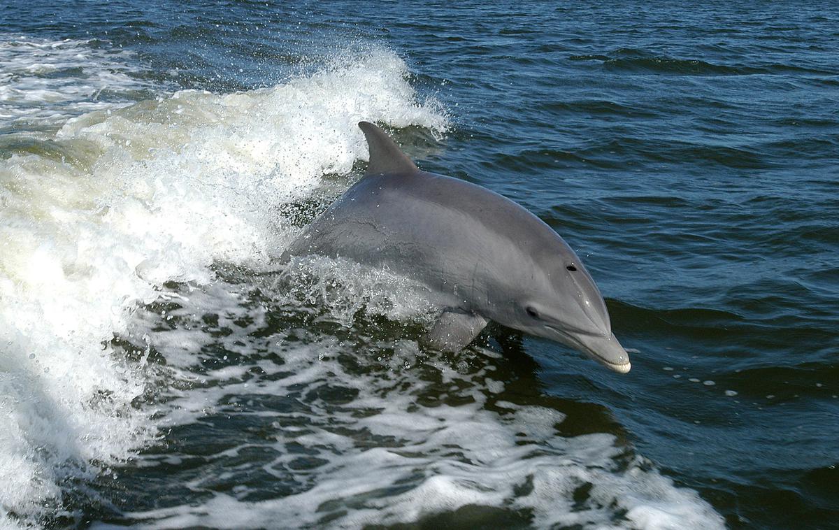 delfin | Slika je simbolična. | Foto Reuters