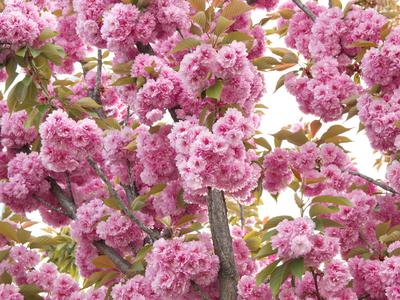 Očarljive japonske češnje: lepe, a nekoristne za naravo