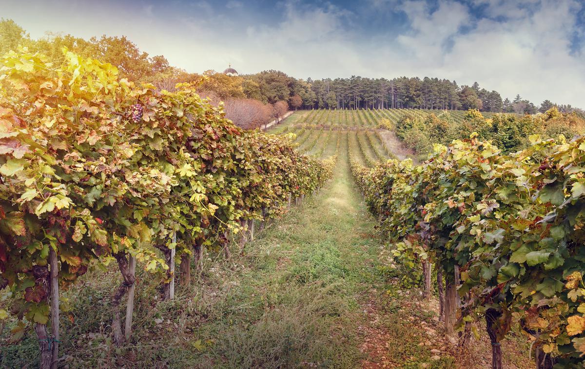 Šumadija vinograd | Slika je simbolična. | Foto Thinkstock