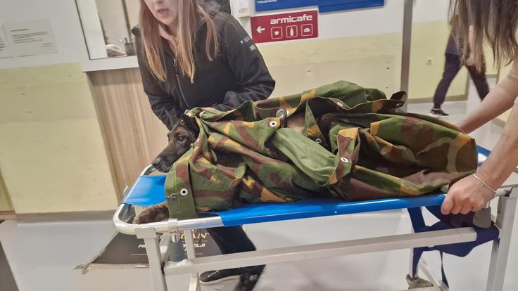 Opravili so tudi ultrazvok.  | Foto: FB/K9 iskanje pogrešanih - Slovenija