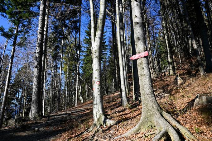 Pot skozi lep bukov gozd | Foto: Matej Podgoršek