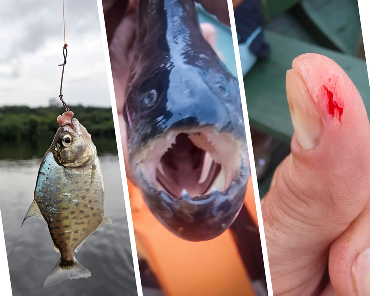 Piranje imajo zelo ostre zobe  | Foto: Suzana Ferkulj, Tadej Zupančič