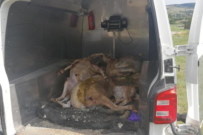 Pokol ovac, Jurišče pri Pivki | Gre za približno 70 napadenih živali, in sicer gojene divjadi ter drobnice. | Foto Vitomir Petrović