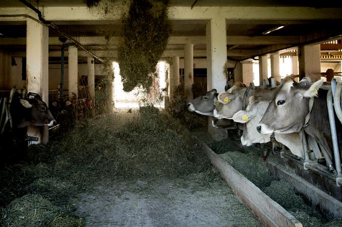 Kmetija Anton Kukenberger sirarna seneno mleko | Foto: Ana Kovač