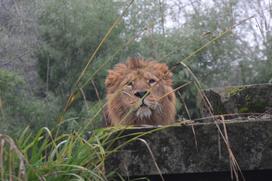 Lev Ljubljana ZOO