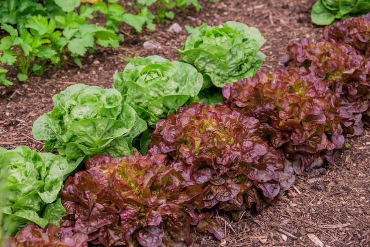 Solatne glave | Foto: Shutterstock