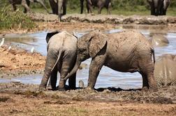 Nacionalni parki, zadnje zatočišče slonov
