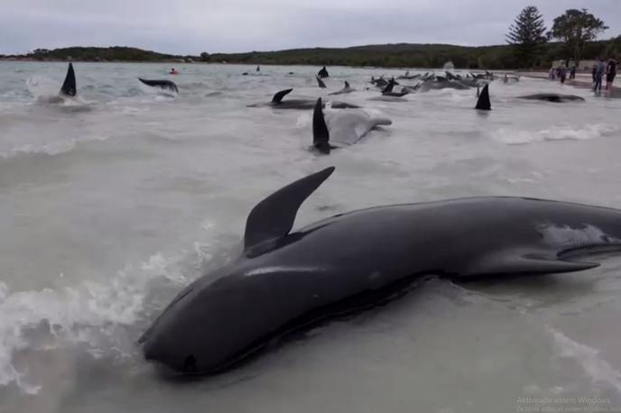 nasedli kiti, kit pilot, Avstralija | "Žal je bilo treba sprejeti odločitev o evtanaziji preostalih kitov, da ne bi podaljševali njihovega trpljenja. To je bila težka odločitev za vse vpletene," so sporočili in se zahvalili vsem, ki so v zadnjih dveh dneh pomagali pri reševanju. | Foto Reuters