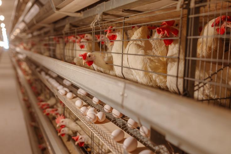 Kokoši Kokoši | Foto: Shutterstock