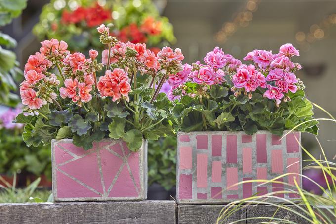 pelargonije | Foto: Pelargonium for Europe