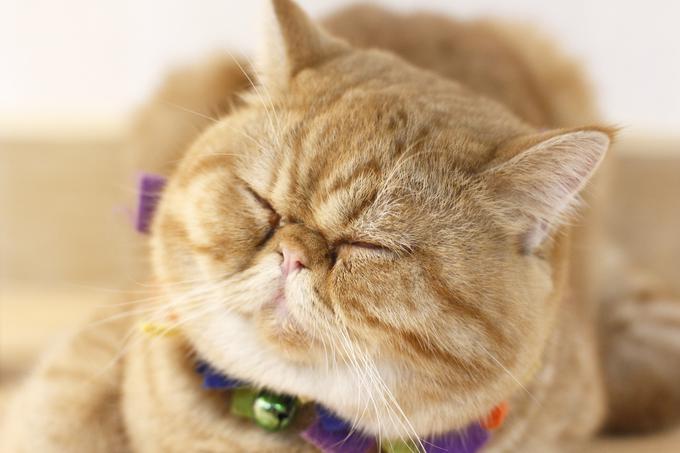 eksotična kratkodlaka mačka | Foto: Shutterstock