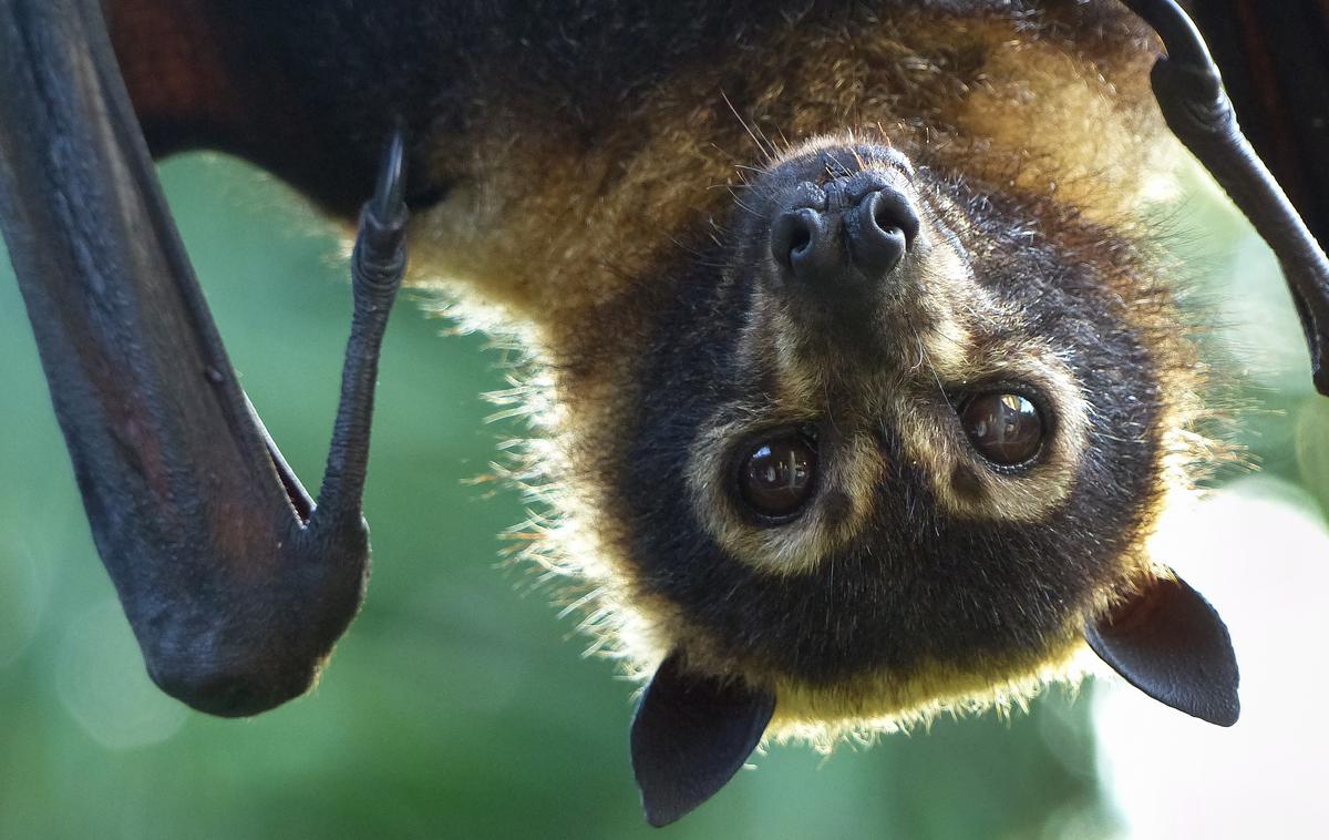 Netopir | Virus se na ljudi razširi z netopirjev (vrste leteče lisice). | Foto Getty Images