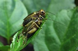 Na Nacionalnem inštitutu za biologijo preučili skrivnostno ljubezensko življenje čričkov