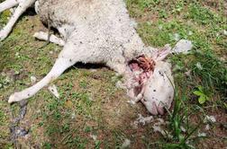 Na pašniku v Solčavi volk poklal več deset glav drobnice