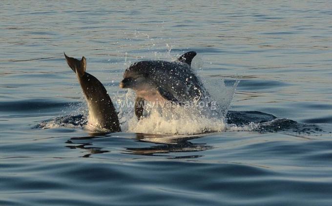 Delfini se med sabo sporazumevajo z zvokom, hkrati tudi lovijo in se orientirajo z zvokom. | Foto: 