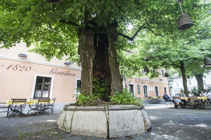 Listavec je naravna dediščina s kulturnim pomenom, v tem primeru družabnim, saj označuje prostor srečevanja. | Foto: 