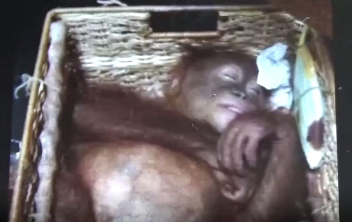 orangutan | Foto AP Video