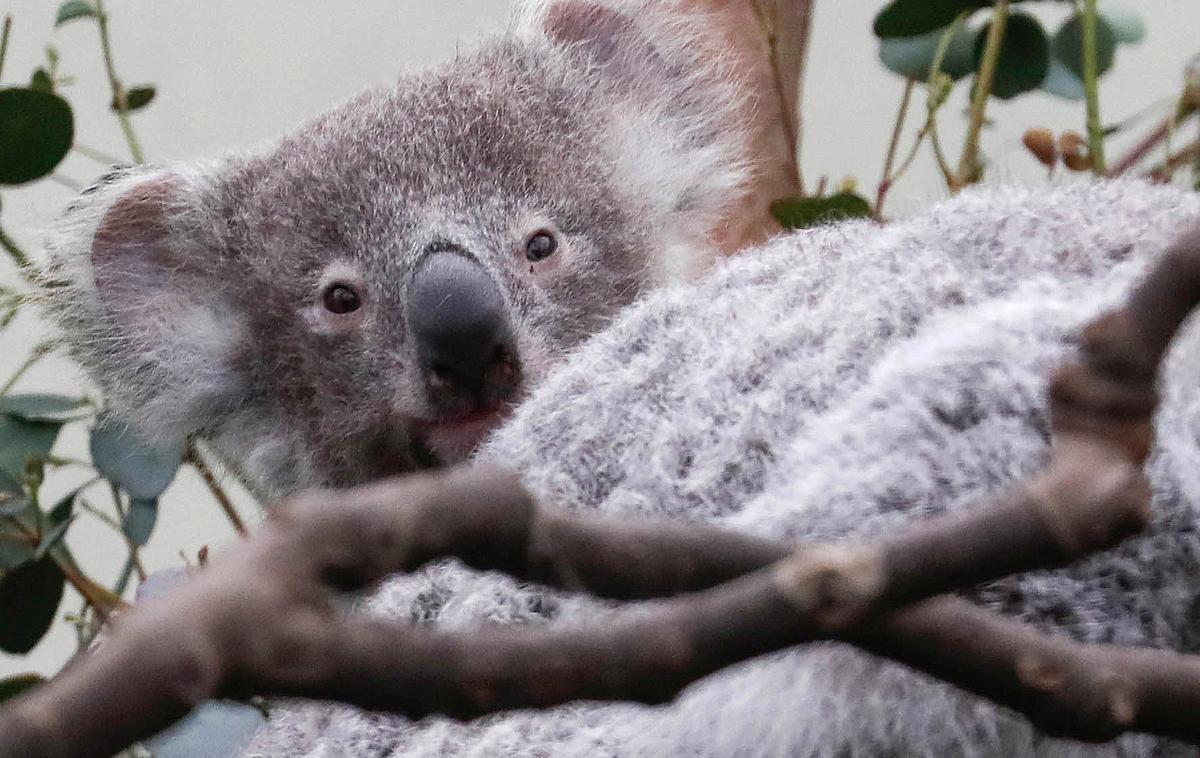 koala | Koale so v nekaterih delih Avstralije močno ogrožene. | Foto Reuters