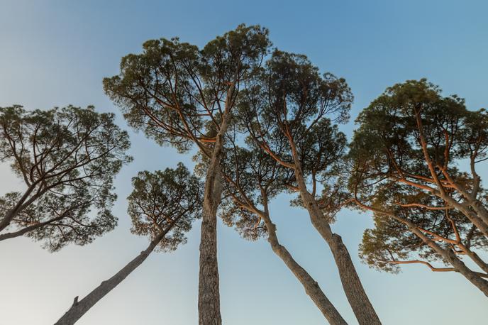 drevesa bor | Foto Shutterstock