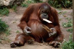 Orangutani z iPadi
