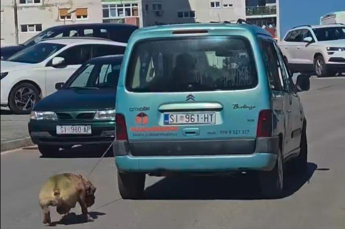 Sprehajanje psa v Šibeniku | Foto Facebook/Šibenske šape