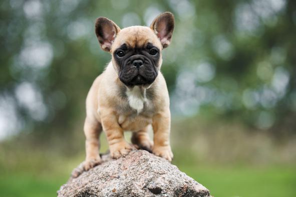 Zakaj je francoski buldog najboljši prijatelj, kar si ga lahko želite