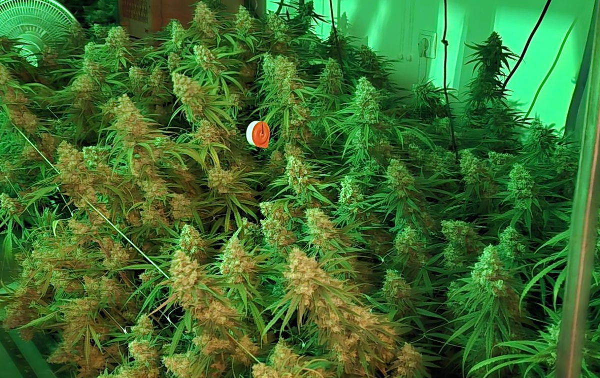 droga, zaseg, konoplja, predelava, gojenje, policija, Vrhnika | Policisti še nadaljujejo zbiranje obvestil in kriminalistično preiskavo. | Foto PU Ljubljana