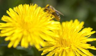 Motorni izpusti morda krivi za pomore čebeljih družin