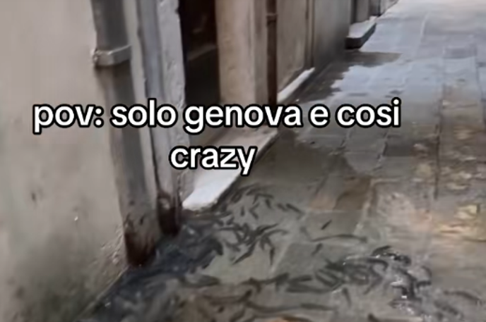 Ribe na ulici | Na ulici plava ogromna jata rib.  | Foto TikTok