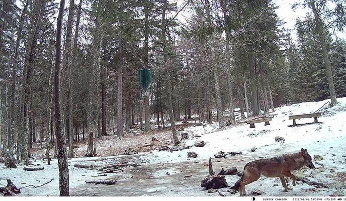 Na Pohorje so se po več desetletjih vrnili volkovi #foto