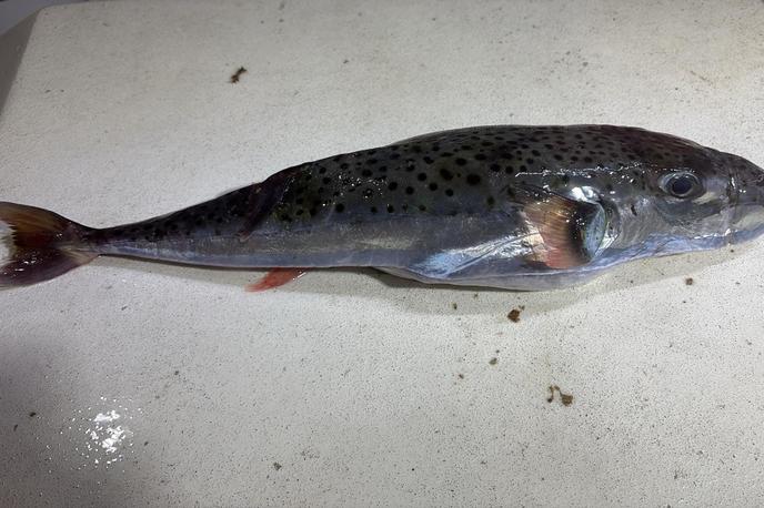 Srebrnoproga napihovalka | Srebrnoproga napihovalka ima močno čeljust z zelo ostrimi zobmi, zato lahko njen ugriz povzroči resne poškodbe. | Foto Institut za oceanografiju i ribarstvo/Facebook
