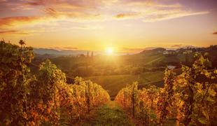 Top vinske destinacije v Sloveniji, ki jih obiščite to jesen