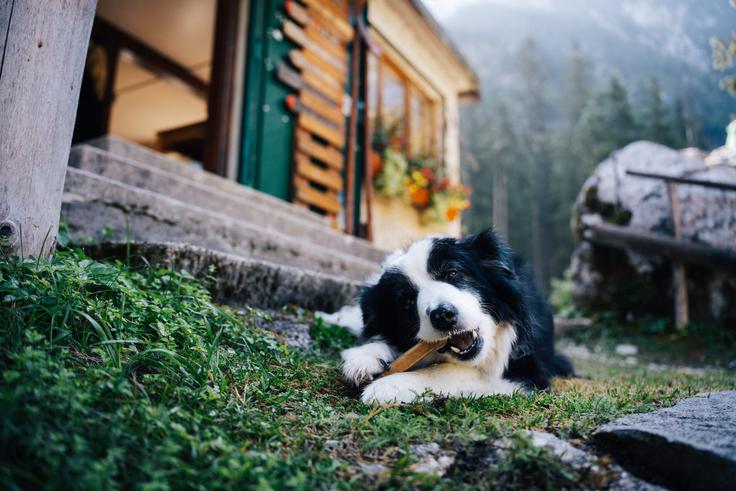 Katarini in Anji v koči družbo dela tudi Katarinina psička Didi, ki je, kot pravita oskrbnici, "na stara leta prišla v nebesa". | Foto: Jan Lukanović