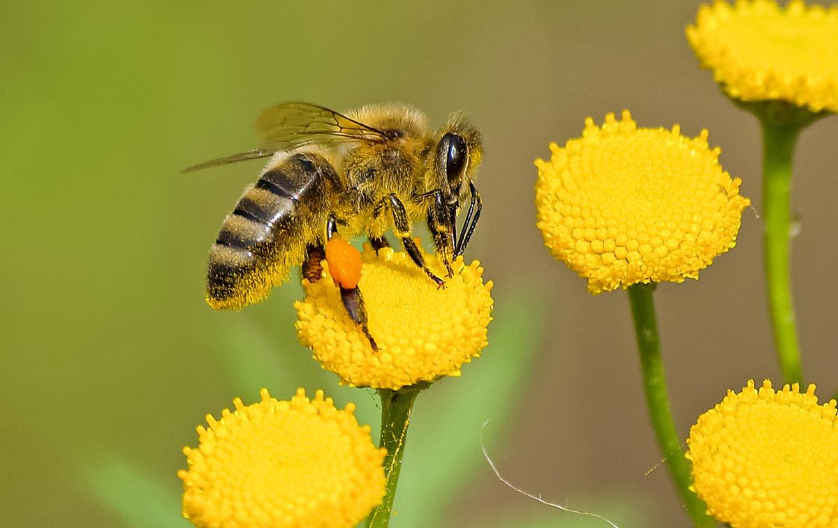 Čebela | Poleg medonosnih čebel imajo zelo pomembno vlogo tudi divji opraševalci, ki so pogosto še bolj učinkoviti. | Foto Pexels